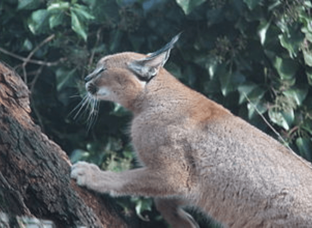 Caracal Cat in the Wild